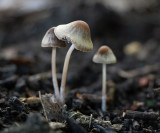 Mycena sp.