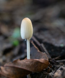 Coprinus sp.  