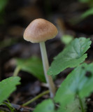 Conocybe sp.   