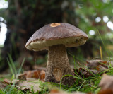 Leccinum scabrum