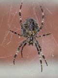 Araneus diadematus