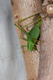 Tettigoniidae spec.