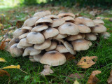 Armillaria ostoyae