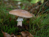 Amanita rubescens  