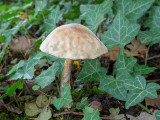 Leccinum scabrum