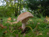 Amanita rubescens  
