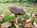 Leccinum scabrum