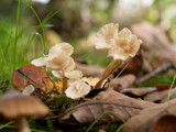 Marasmiellus vaillantii      