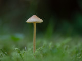 Mycena sp.