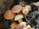 Hypholoma fasciculare
