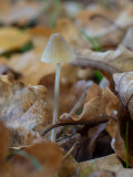Mycena sp.