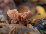 Laccaria laccata