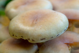 Hypholoma fasciculare     