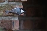 Coal Tit