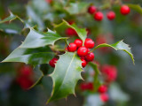 Holly