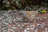 Hedge Sparrow