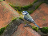Blue Tit