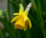 Narcissus