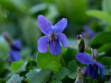 Viola odorata