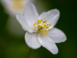 Anemone nemorosa