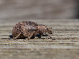 Curculionidae spec.   