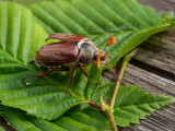 Melolontha melolontha   