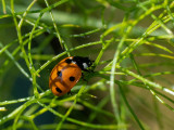 Coccinella septempunctata