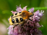 Trichius fasciatus