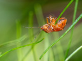 Miridae spec.   