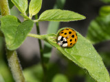 Harmonia axyridis f. succinea