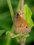Maniola jurtina