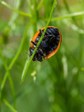 Ladybird