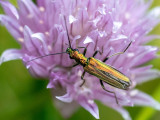 Oedemera nobilis