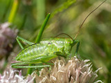 Tettigonia viridissima  