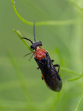 Dolerus aericeps/germanicus     