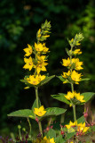 Lysimachia punctata