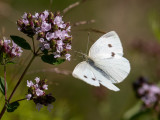 Pieris rapae    