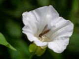 Convolvulus arvensis