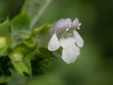 Melissa officinalis  