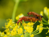 Rhagonycha fulva