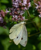 Pieris rapae