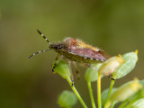 Dolycoris baccarum  