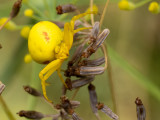 Misumena vatia