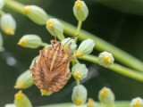 Graphosoma italicum  larva     