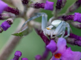 Misumena vatia