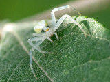 Misumena vatia