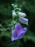 Digitalis purpurea