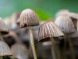 Parasola plicatilis  