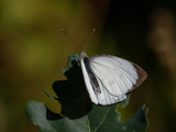 Pieris brassicae   