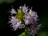 Mentha aquatica  